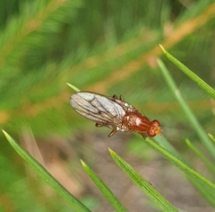 Dryomyza anilis