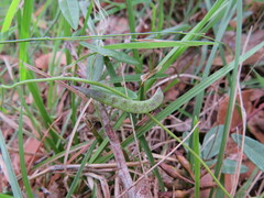 Glycine cyrtoloba