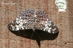Hamadryas fornax