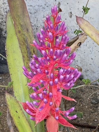 Portea alatisepala