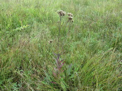 Saussurea parviflora