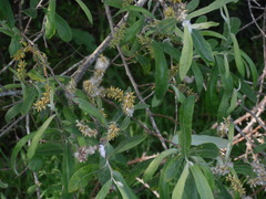 Salix salviifolia