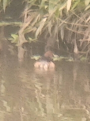 Tachybaptus ruficollis