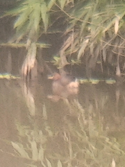 Tachybaptus ruficollis