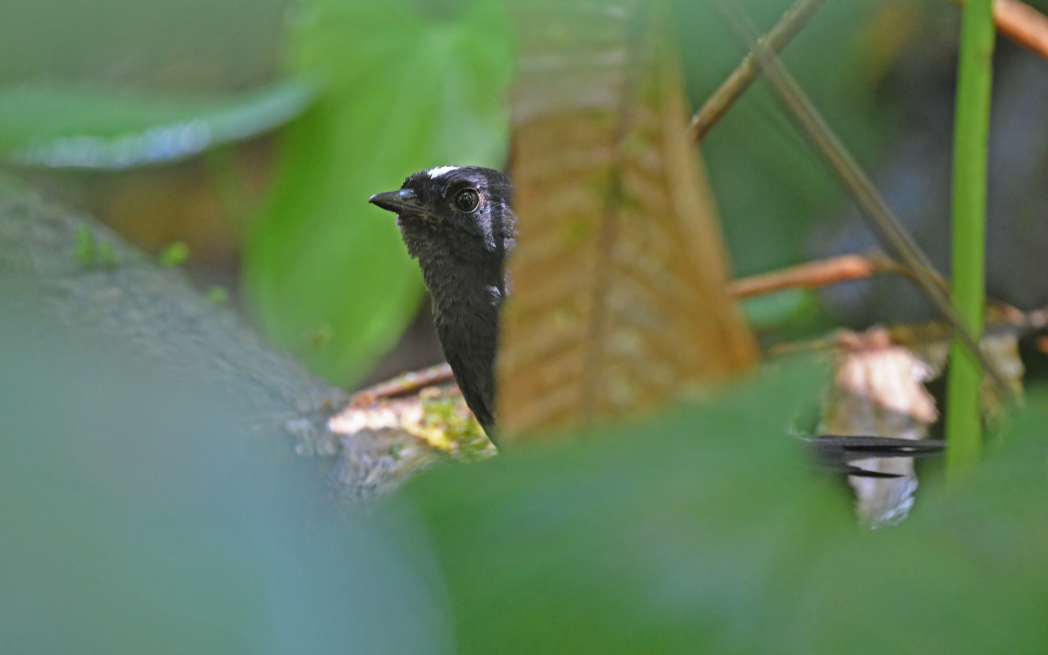 White-crowned Tapaculo (Scytalopus atratus), photo 6