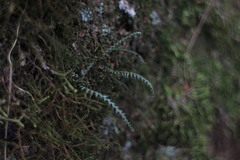 Micropolypodium okuboi