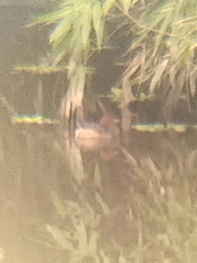 Tachybaptus ruficollis