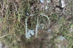 Micropolypodium okuboi