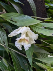 Sobralia