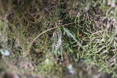 Micropolypodium okuboi