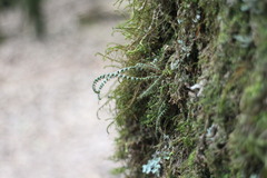 Micropolypodium okuboi