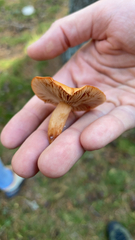 Lactarius rubidus