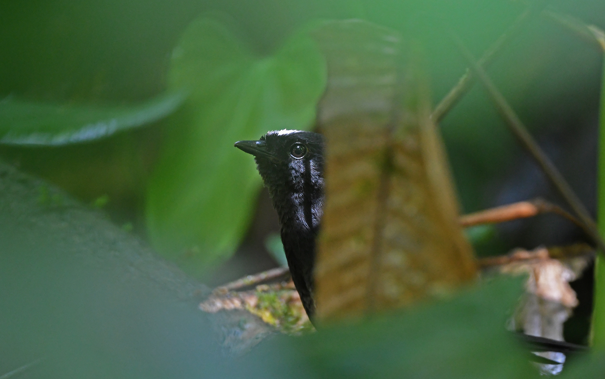 White-crowned Tapaculo (Scytalopus atratus), photo 7