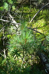 Pinus pumila