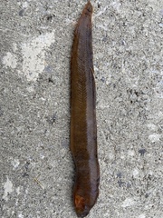 Pholis gunnellus