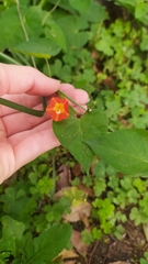 Ipomoea coccinea