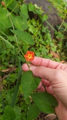 Ipomoea coccinea