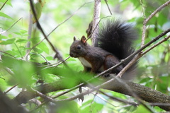 Sciurus vulgaris