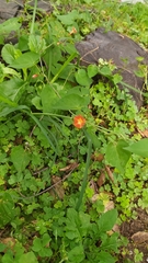 Ipomoea coccinea