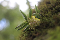 Gastrochilus matsudae