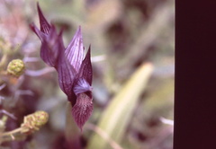 Serapias orientalis orientalis