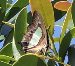 Polyura athamas