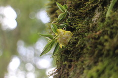 Gastrochilus matsudae