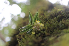 Gastrochilus matsudae