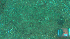 Pseudorhombus dupliciocellatus