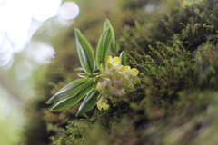 Gastrochilus matsudae