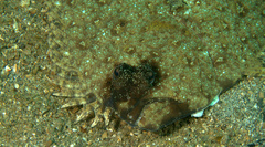 Pseudorhombus dupliciocellatus