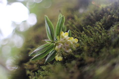 Gastrochilus matsudae