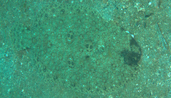 Pseudorhombus dupliciocellatus