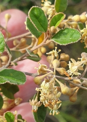 Pomaderris paniculosa