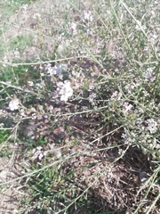 Lepidium graminifolium