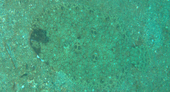 Pseudorhombus dupliciocellatus