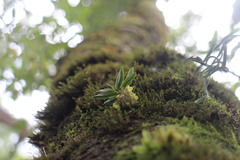 Gastrochilus matsudae