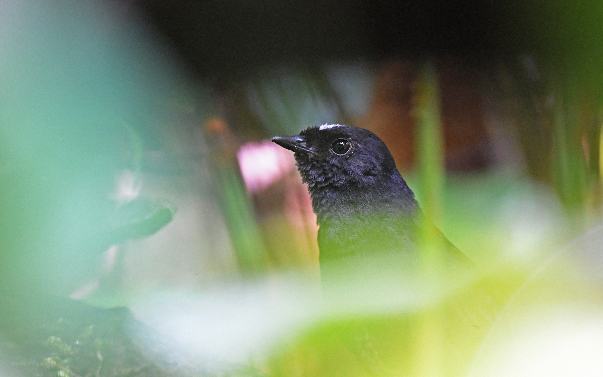 White-crowned Tapaculo (Scytalopus atratus), photo 8