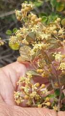 Pomaderris paniculosa