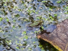 Pelophylax