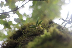 Gastrochilus matsudae