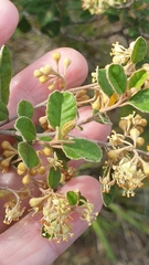 Pomaderris paniculosa