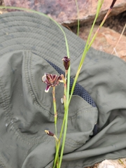 Moraea lurida