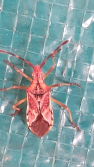 Gonocerus juniperi