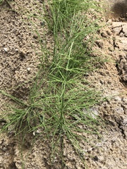 Equisetum
