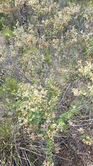 Pomaderris paniculosa