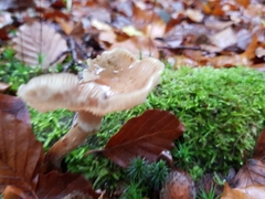 Armillaria novae-zelandiae