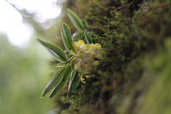Gastrochilus matsudae