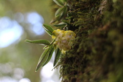 Gastrochilus matsudae