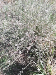 Lepidium graminifolium